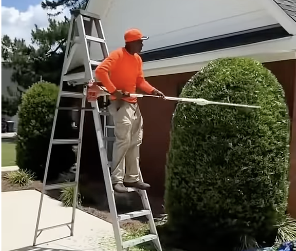 Precision hedge trimming on a ladder