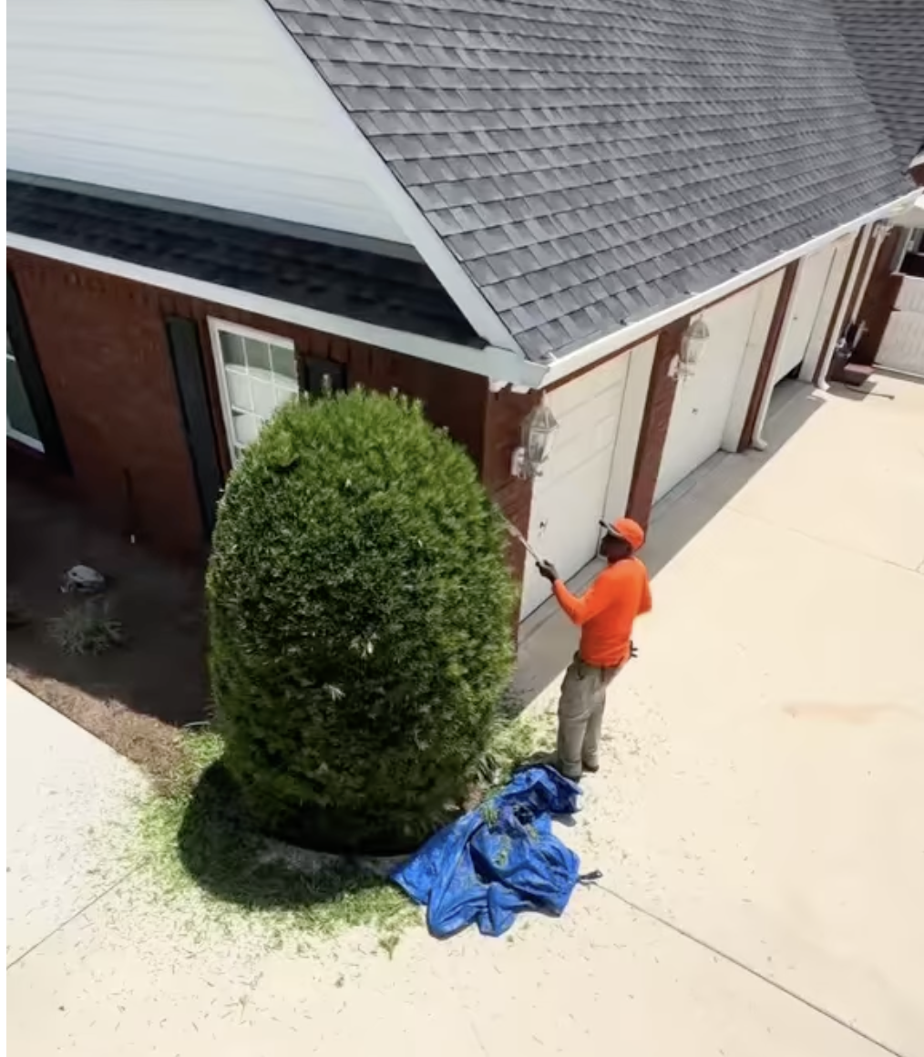 Topiary hedge shaping in a Savannah driveway